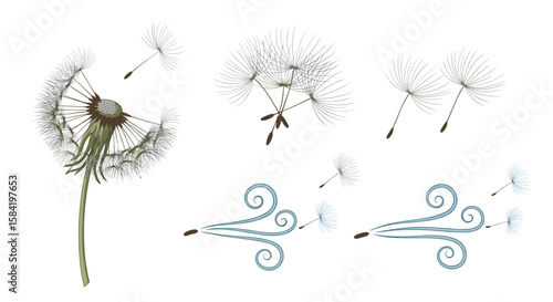 Dandelion seeds blowing in the wind with two wind symbols and a dandelion flower head image is shown
