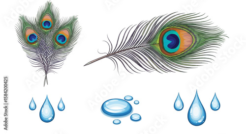 Illustration showing two peacock feathers with eye spots and water droplets on a white background art