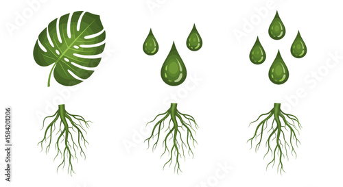 Illustration showing a monstera leaf water droplets and roots in a growth cycle representation