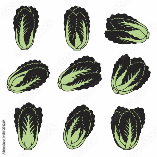 Green Napa Cabbage Vector Illustrations Pattern for Healthy Food and Cuisine Concepts