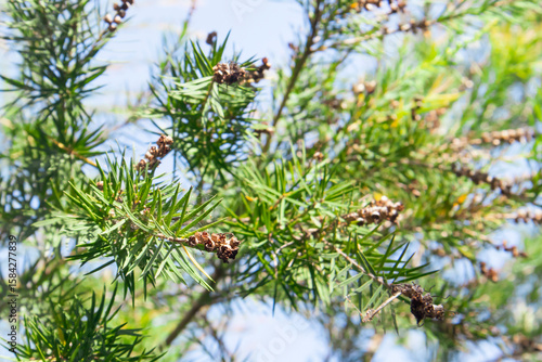 Tea tree (Melaleuca alternifolia) is a Myrtaceae evergreen tree, from whose leaves the essential oil Tea tree oil is extracted