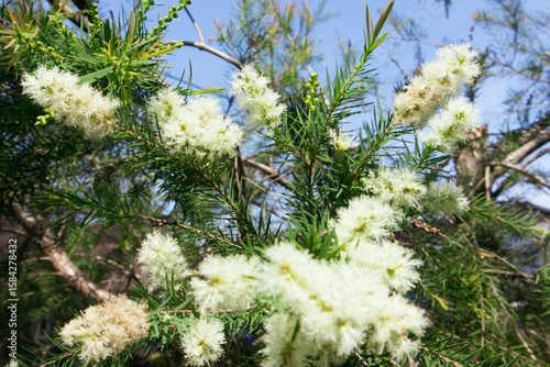 Tea tree (Melaleuca alternifolia) is a Myrtaceae evergreen tree, from whose leaves the essential oil Tea tree oil is extracted