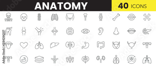 Anatomy Line Art Icon Set – Minimal Human Body & Organ Outline Icons for Medical and Educational Use