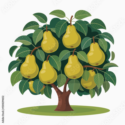 Stylized pear tree illustration with yellow pears green leaves and brown trunk on a white background