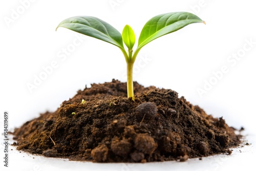 Wallpaper Mural A young green seedling sprouts from rich dark soil against a clean white background Torontodigital.ca