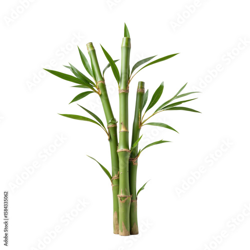 Wallpaper Mural Green Bamboo Stalks Growing with Lanceolate Leaves in Natural Arrangement Torontodigital.ca