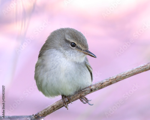Cute Japanese bush warbler and a pink background