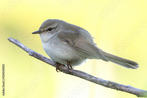 Japanese bush warbler perches on a branch