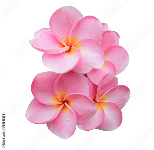 Plumeria or Frangipani or Temple tree flower. Close up pink-yellow frangipani flowers bouquet isolated on transparent background.	