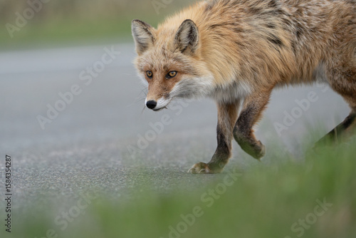 red fox in the wild