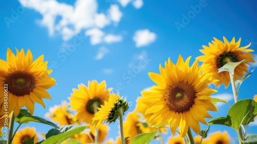 Vibrant sunflowers bloom under a bright blue sky.