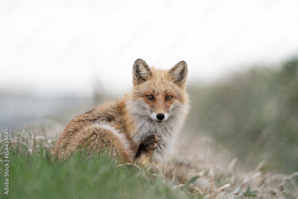 Fototapeta premium red fox in the wild