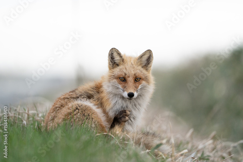red fox in the wild