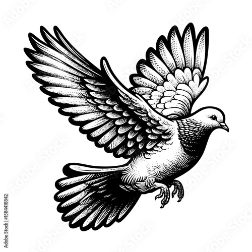 Pigeon flying while spread wings engraving black and white outline. Scratch board imitation.