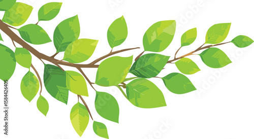 green fresh leaves on a tree branch spring summer natural plant isolated on white background.growth, no people, photography, color image, freshness, studio shot, nature, white background, green color,