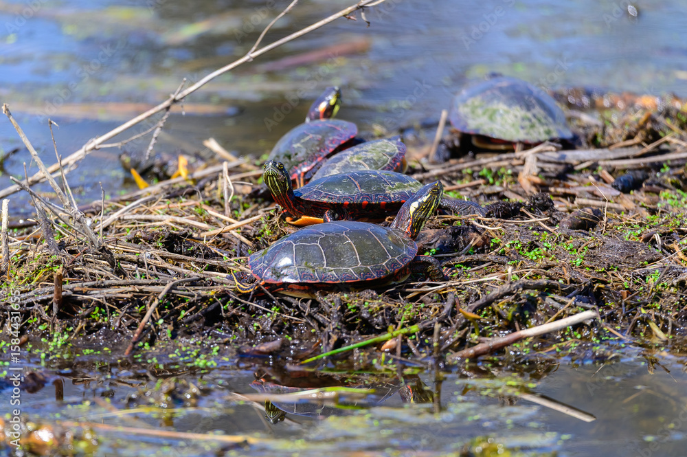Fototapeta premium Painted Turtles Sunning in a Marsh at Kensington Metropark, near Milford, Michigan.