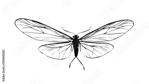 Detailed line art drawing of a moth with intricate wing patterns for nature enthusiasts and artists alike