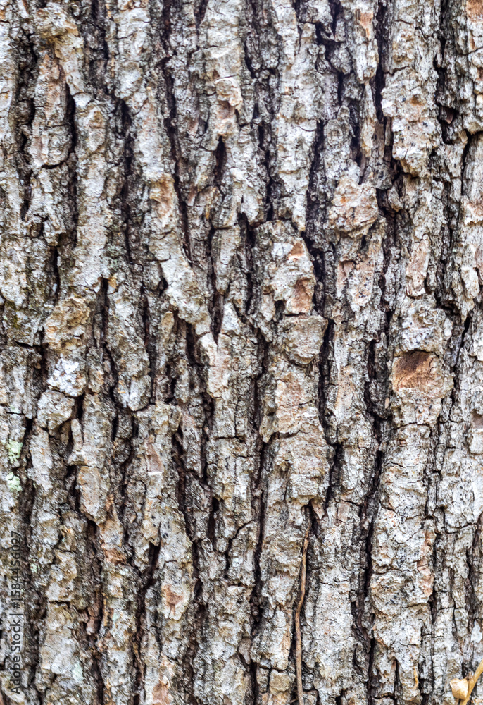 Fototapeta premium tree bark structure, shapes and views for background collage, close-up