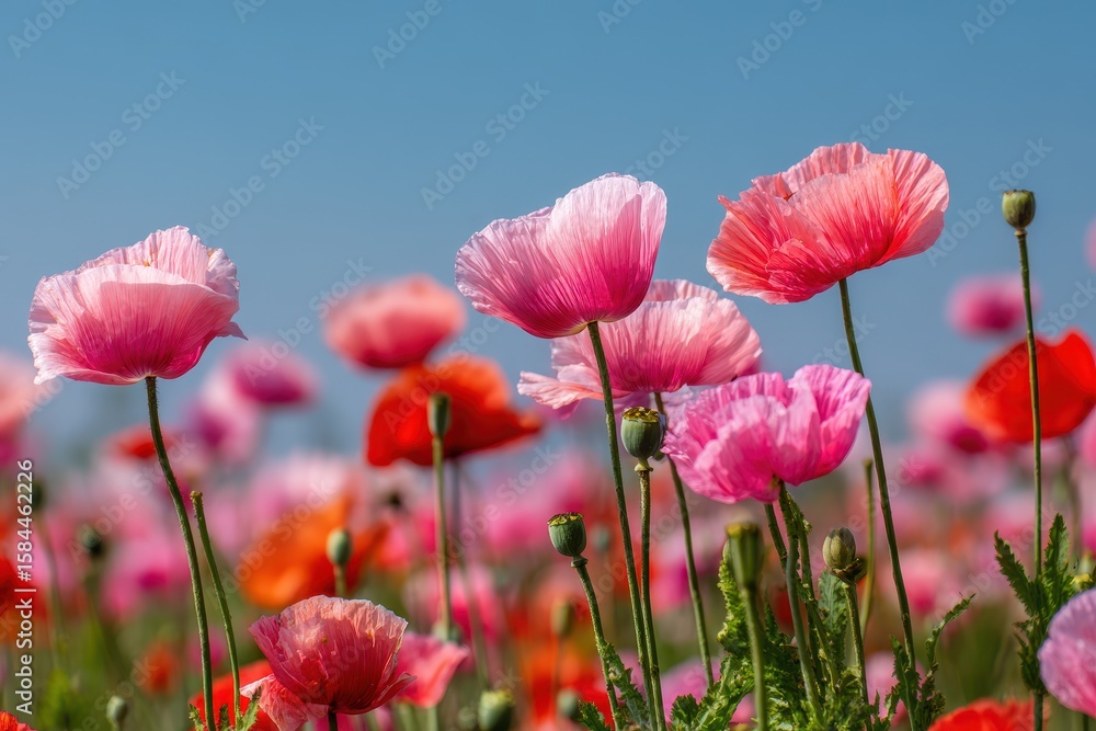 Fototapeta premium Field of pink and red poppies under a blue sky with green foliage