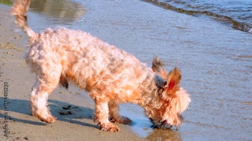Slow motion Yorkie-poo small dog drinking water from lake sandy beach sunny day