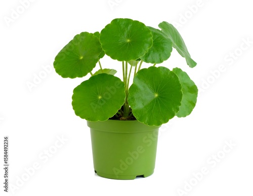 Potted round-leaf plant