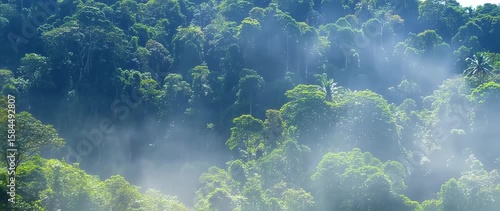 Misty rainforest canopy