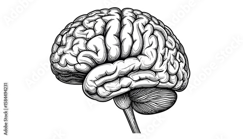 Detailed black and white drawing of a human brain, showing its intricate structure and lobes.