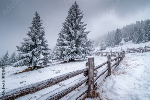 Fototapeta Naklejka Na Ścianę i Meble -  Snow covered tree by a wooden fence in the Beskidy Mountains