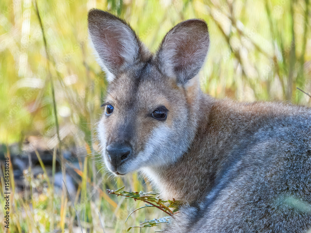 Fototapeta premium Red-necked Wallaby (Notamacropus rufogriseus) in Australia