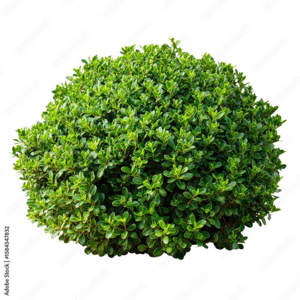 Naklejka premium Lush Green Bush: A Vibrant Display of Nature's Beauty in a Garden Setting