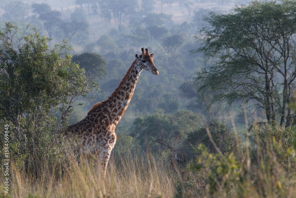 Obraz premium Wild giraffe observation