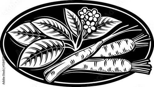 Illustration of carrots with leaves and flowers in an oval frame in black and white style