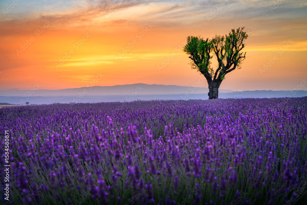 Fototapeta premium Beautiful landscape of lavender filed in Provence - France