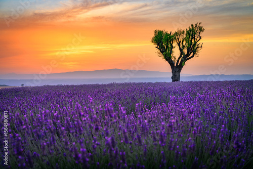 Fototapeta Beautiful landscape of lavender filed in Provence - France