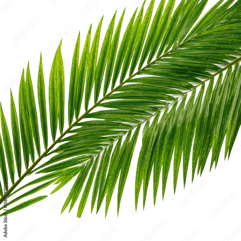 Vibrant Green Palm Frond Closeup: Tropical Leaf Texture and Detail Vibrant Green Palm Frond Closeup: Tropical Leaf Texture and Detail