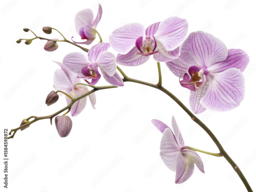 Naklejka premium Beautiful orchid flower blooms display delicate petals and vibrant colors, creating serene atmosphere in any setting