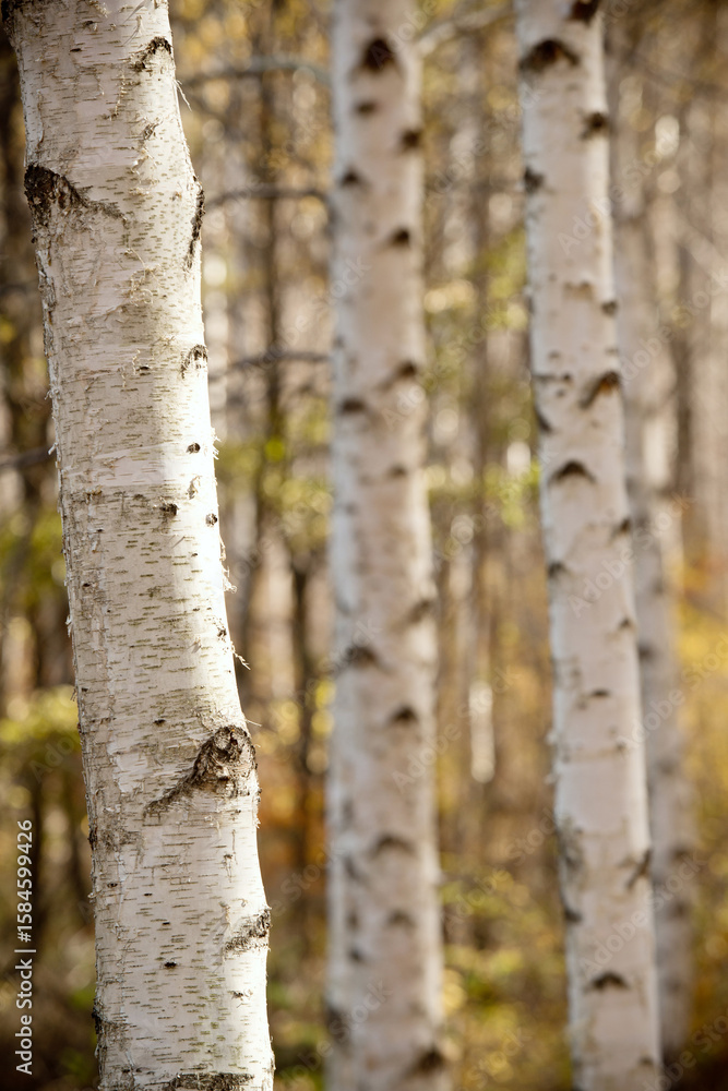 Fototapeta premium 한국 강원도 인제군에 있는 자작나무 명품숲의 풍경.