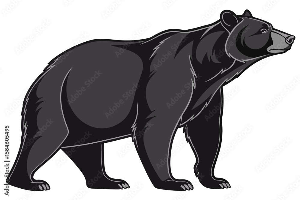 Fototapeta premium Black bear standing with a determined expression
