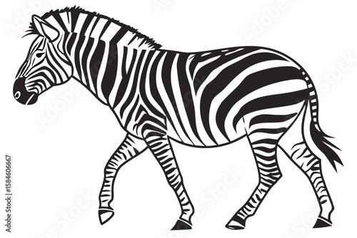 A black and white illustration of a walking zebra with stripes