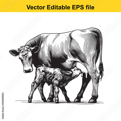 A black and white illustration of a cow nursing its calf, symbolising maternal care and farm life.