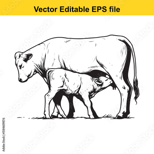 A black and white illustration of a cow nursing its calf, symbolising maternal care and farm life.