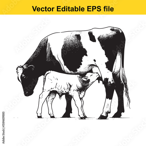 A black and white illustration of a cow nursing its calf, symbolising maternal care and farm life.