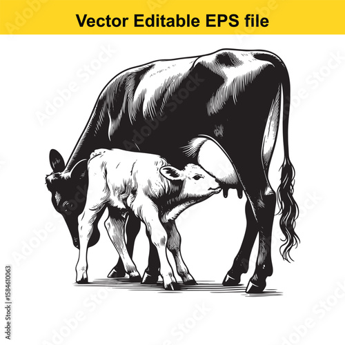 A black and white illustration of a cow nursing its calf, symbolising maternal care and farm life.