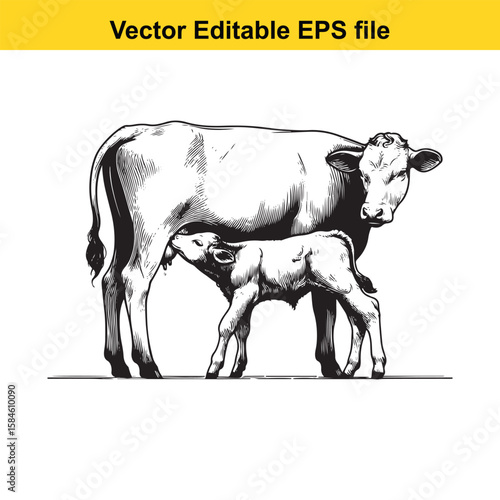 A black and white illustration of a cow nursing its calf, symbolising maternal care and farm life.