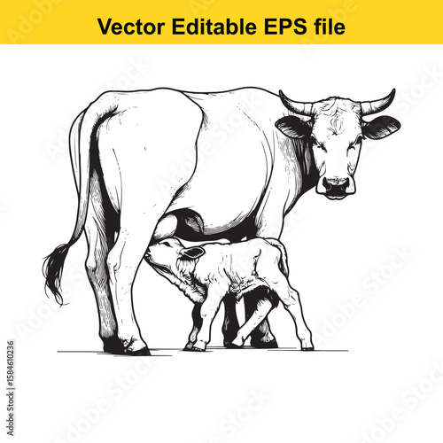 A black and white illustration of a cow nursing its calf, symbolising maternal care and farm life.