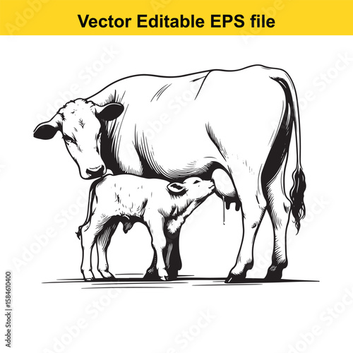 A black and white illustration of a cow nursing its calf, symbolising maternal care and farm life.