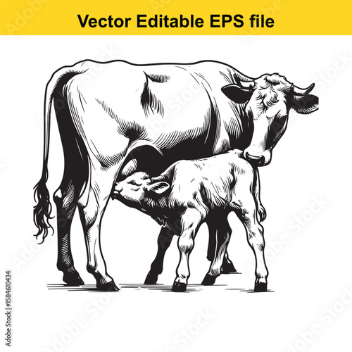 A black and white illustration of a cow nursing its calf, symbolising maternal care and farm life.