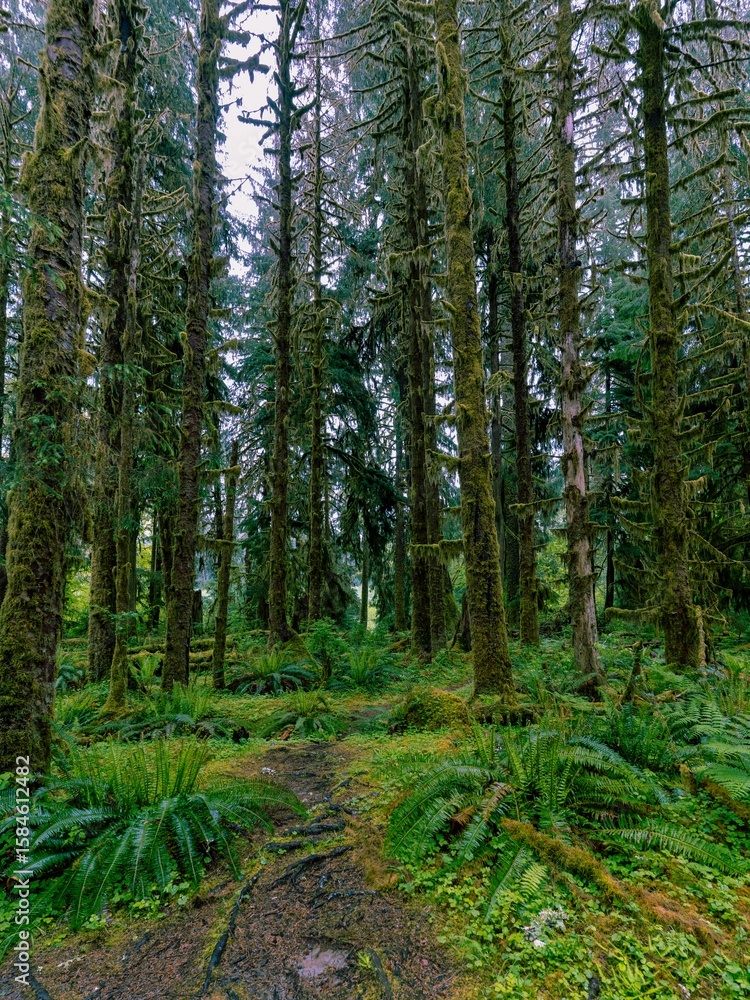 Obraz premium footpath in the forest