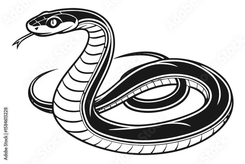 A snake coiled with its head looking forward