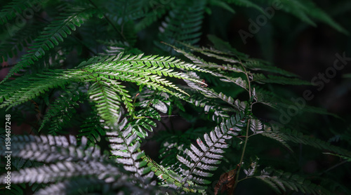 Arachniodes aristata (prickly shield fern) discovered along a midsummer forest trail in Jeju’s gotjawal, bathed in filtered sunlight. narrow licorice fern